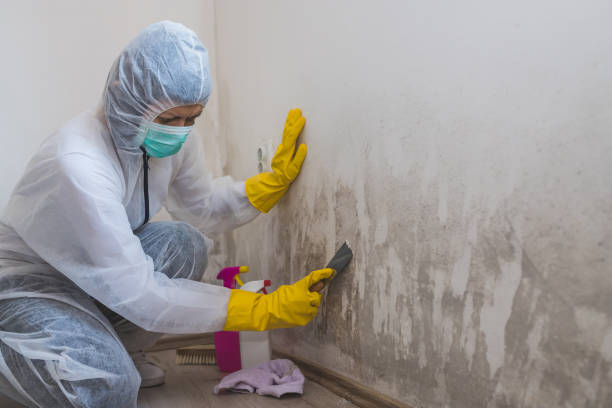 Mold Removal Process in Lansdale, PA