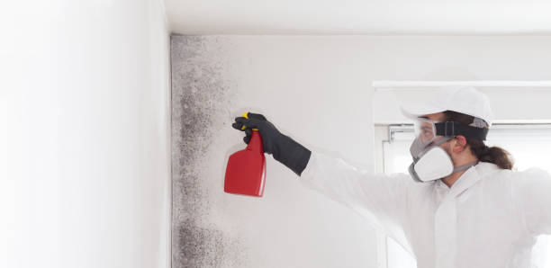 Office Mold Removal Services in Lansdale, PA