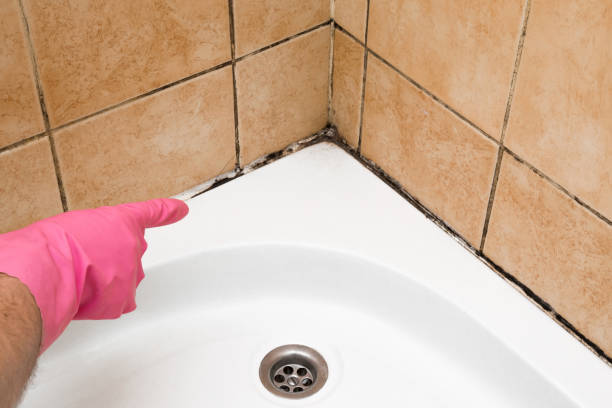 Best Residential Mold Removal  in Lansdale, PA