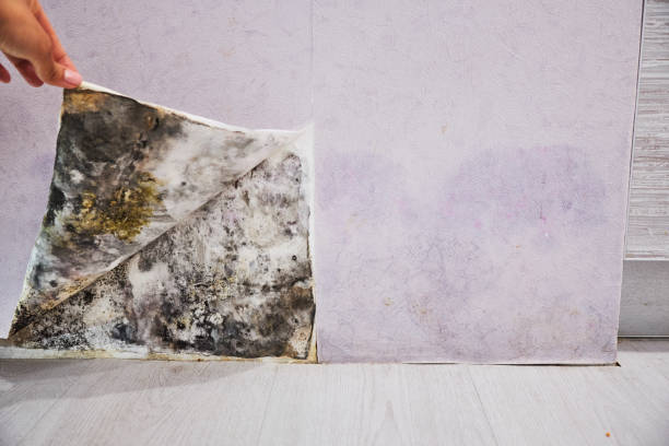 Best Fast Mold Removal  in Lansdale, PA